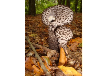 Gemeiner Strubbelkopf  (Strobilomyces strobilaceus) - © Bernard Wieser
